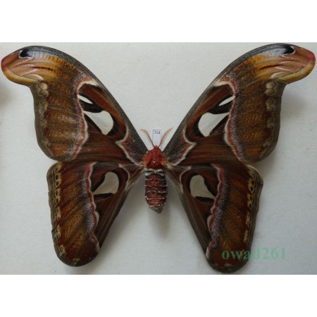 Attacus atlas Linnaeus, 1758 female ex. ovo Thailand 192mm31d